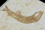 Jurassic Fossil Fish (Leptoleptis) - Solnhofen Limestone #112680-1